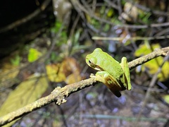 Smilisca phaeota