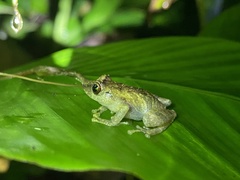 Pristimantis cruentus