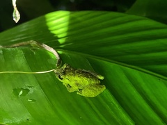 Pristimantis cruentus