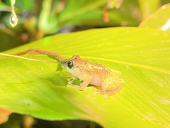 Pristimantis cruentus