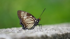 Euripus nyctelius