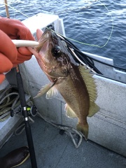 Sebastes brevispinis