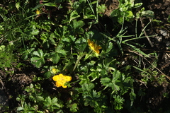 Potentilla ruprechtii