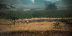 Antilope cervicapra
