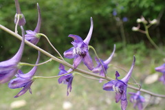 Delphinium treleasei