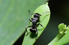 Polyrhachis phryne