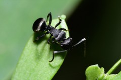 Polyrhachis phryne