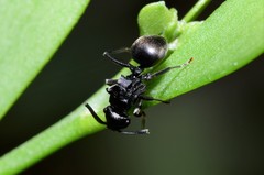 Polyrhachis phryne