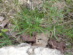 Delphinium treleasei