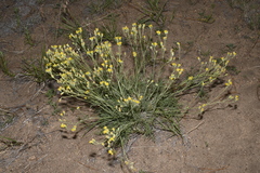 Hymenopappus filifolius cinereus