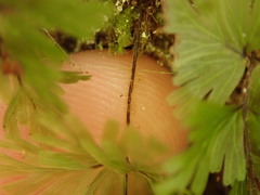 Hymenophyllum flabellatum image