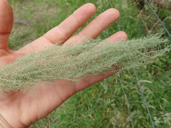 Usnea angulata
