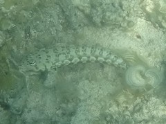 Parapercis australis