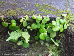 Peperomia serpens