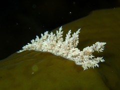 Dendronotidae