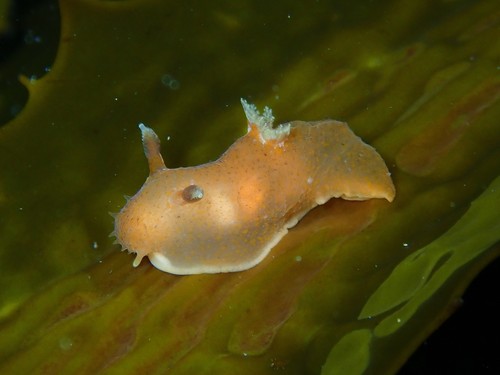 Gymnodoris arnoldi