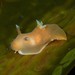 Gymnodoris arnoldi - Photo (c) Nick Shaw, some rights reserved (CC BY-NC), uploaded by Nick Shaw