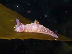 Polycera janjukia