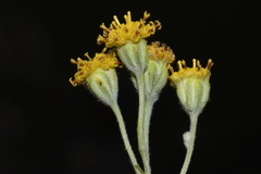 Hymenopappus filifolius cinereus