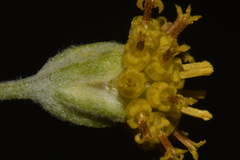 Hymenopappus filifolius cinereus