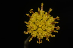 Hymenopappus filifolius cinereus