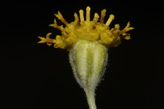 Hymenopappus filifolius cinereus