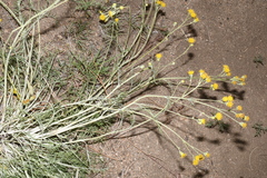 Hymenopappus filifolius cinereus
