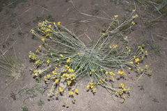 Hymenopappus filifolius cinereus
