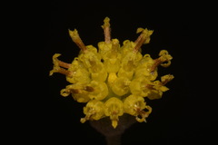 Hymenopappus filifolius cinereus