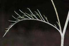 Hymenopappus filifolius cinereus