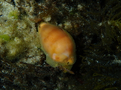 Notocypraea comptonii