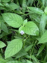 Ruellia repens