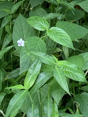 Ruellia repens