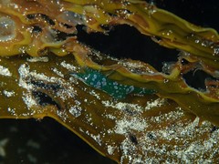 Hippolyte australiensis