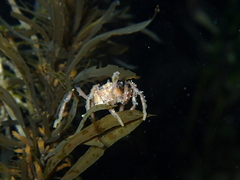 Pallenopsis macneilli