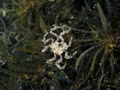 Pallenopsis macneilli