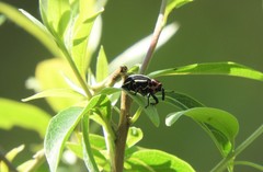 Neodiplogrammus quadrivittatus