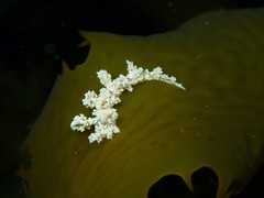 Dendronotidae