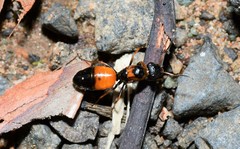 Opisthopsis