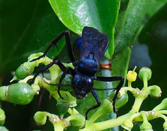 Pepsis mexicana
