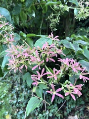 Heptacodium