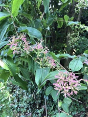Heptacodium