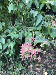 Heptacodium