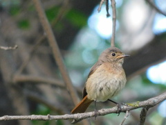 Phoenicurus phoenicurus