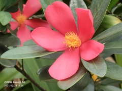 Camellia azalea