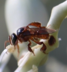 Tetragonula sirindhornae