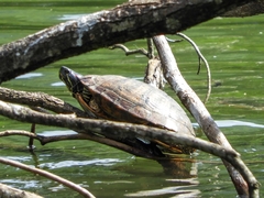 Trachemys scripta