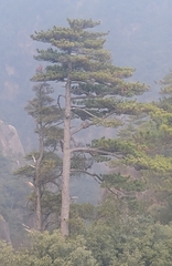 Pinus hwangshanensis