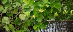 Sonneratia alba