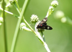 Phoeniostacta haematabasis